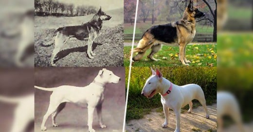 Las razas de perros evolucionaron gracias alingenio humano aqui la muestra del cambio a través de 100 años