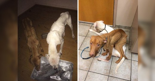 Una trasformacion increiblre de estos dos perros que pasaron de ser puro esqueleto a un pero saludable