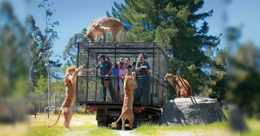 Un Zoologico que hace una experiencia inolvidable cuando lo visitas