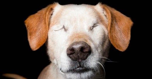 El fotógrafo australiano Alex Cearns capta con cuidado y sensibilidad la belleza intrínseca de los animales que han superado la adversidad y se han adaptado a un impedimento físico.