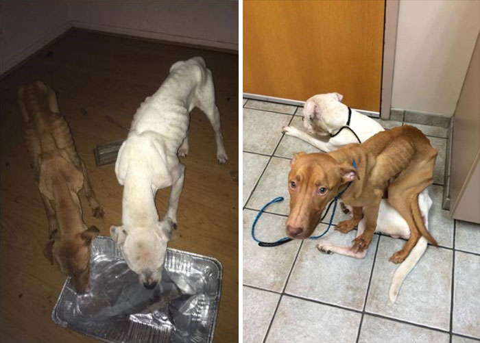 Fotografías que muestran a dos perros desnutridos encontrados por policías en Chicago