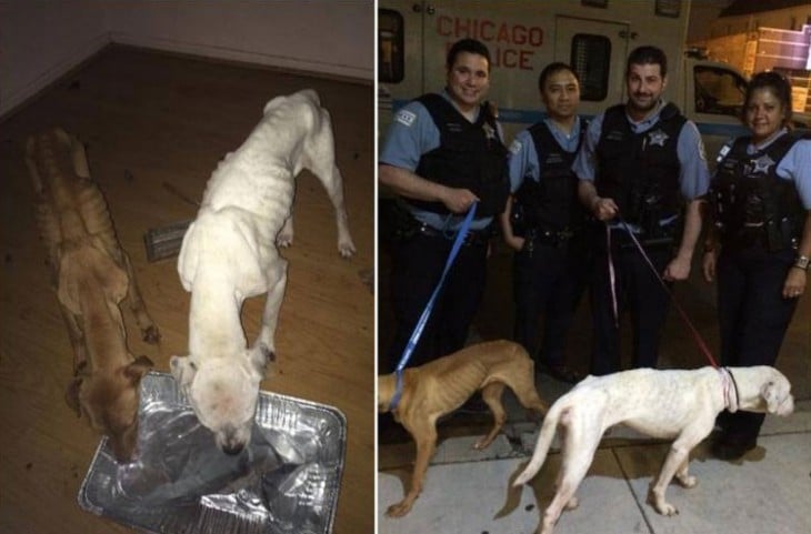 Dos perros fueron rescatados por el departamento de policía en Chicago 