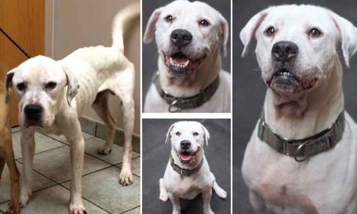 Fotografías de la cara de Oscar un perro adoptado 