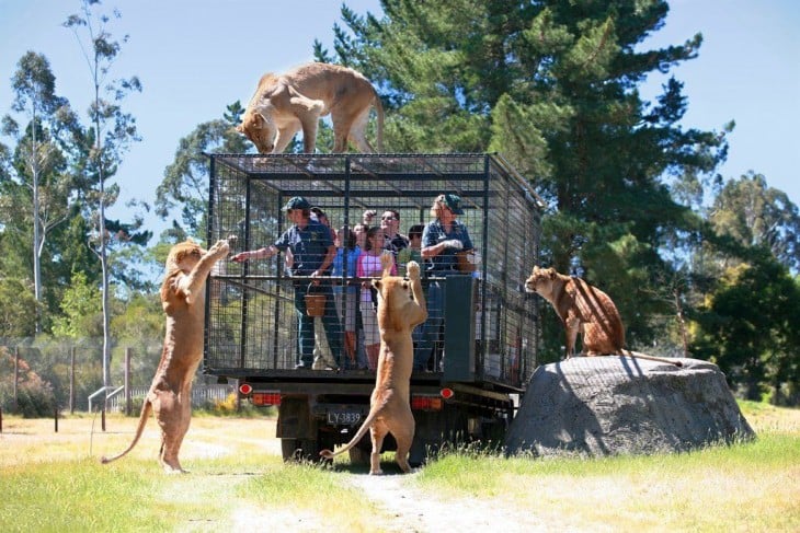 SE MUESTRA COMO ES QUE CONVIVEN CON LOS ANIMALES