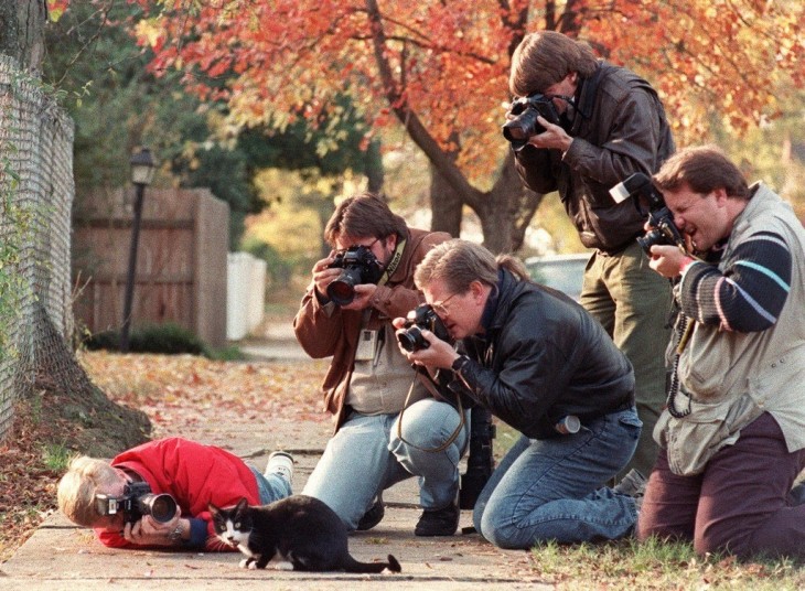 Fotógrafos alrededor de un gato intentando tomarle una fotografía 