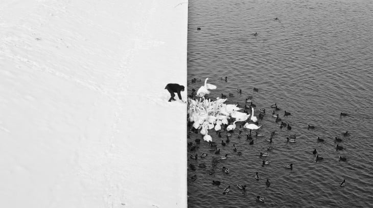 Fotografía de un hombre dando de comer a unos cisnes en Cracovia Grunwald Bridge