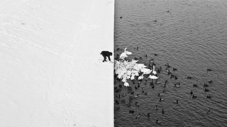 Fotografía de un hombre dando de comer a unos cisnes en Cracovia Grunwald Bridge