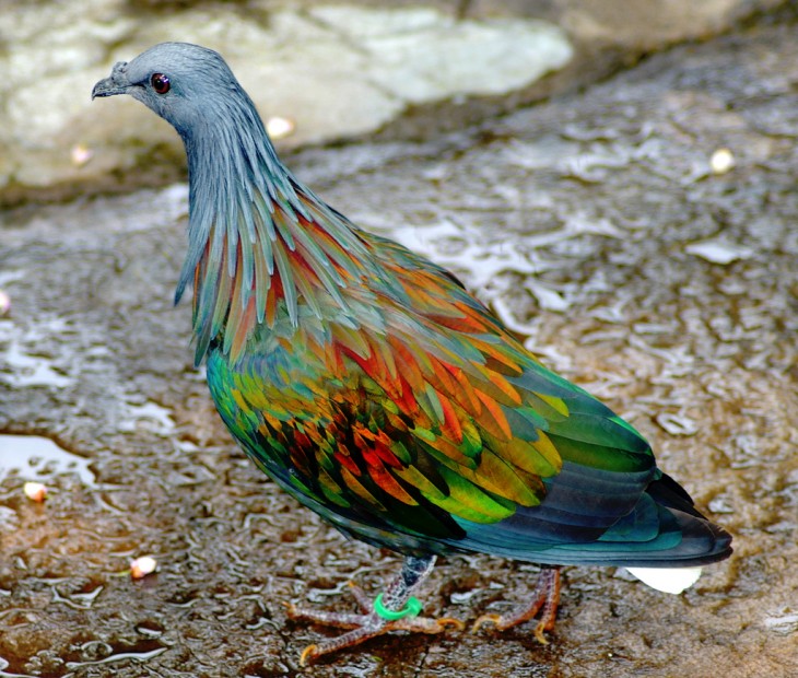 Imagen de una paloma de muchos colores 