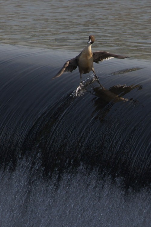 fotografía de un pato que parece estar surfeando a la orilla de una catarata 