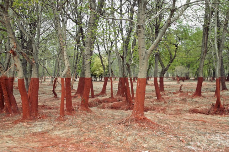 árboles después de un derrame de residuos tóxicos en el oeste de Hungría