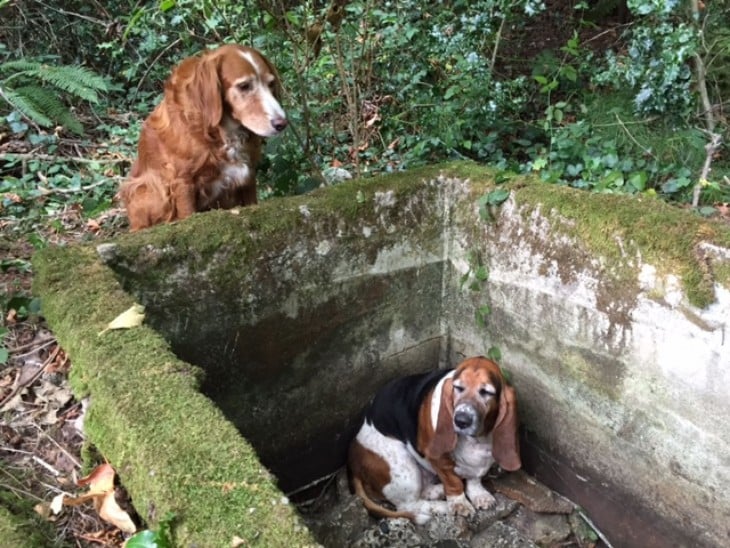 MOMENTO EN EL QUE ENCUENTRAN A LAS PERRITAS EN SITUACION POCO FAVORABLE PARA ELLAS