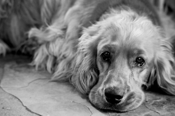 PERRO SPANIEL TRISTE CON LAGAÑAS EN EL OJO