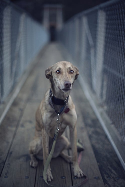 PERRO ABANDONADO EN UN ALBERGUE DE ADOPCIÓN DE MASCOTAS