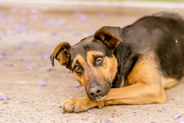 PERRO CALLEJERO TRISTE EN LA CALLE