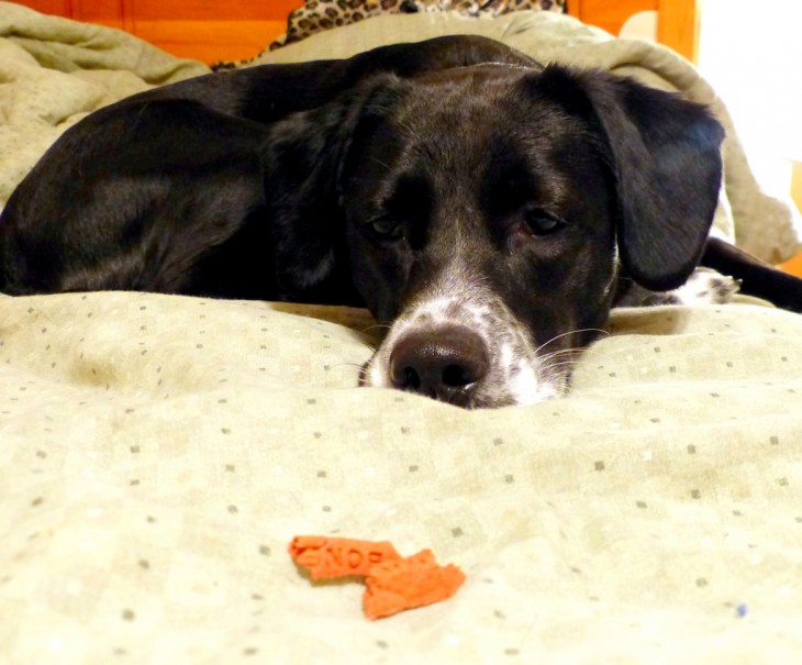 PERRO TRISTE MIRANDO LA CROQUETA SIN QUERER COMERSELA