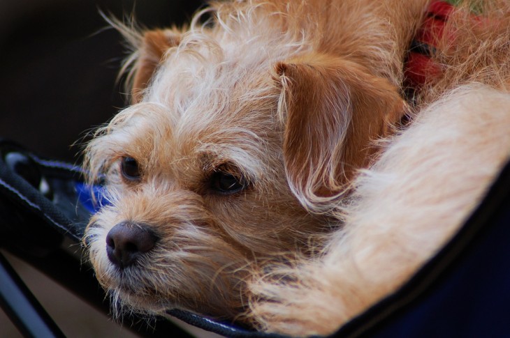 PERRO CRIOLLO TRISTE RECOSTADO EN EL SUELO