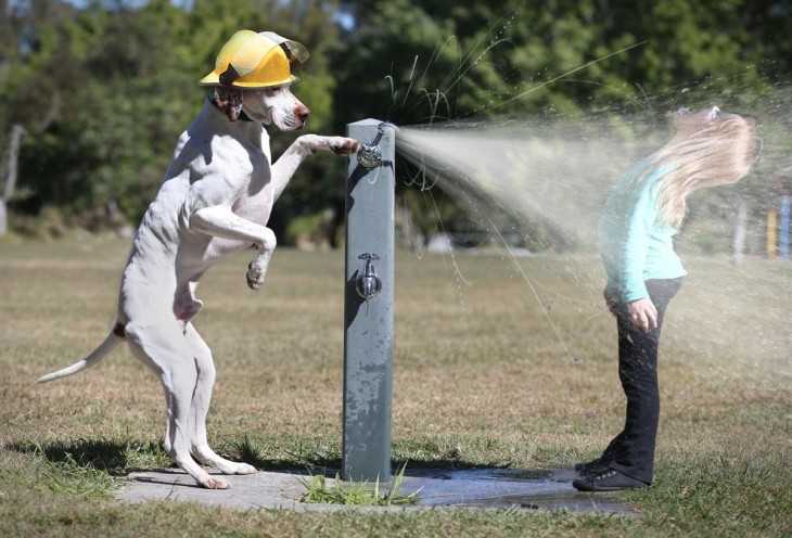 EL PERRO REMOJA A LA PEQUEÑA PHOTOSHOP