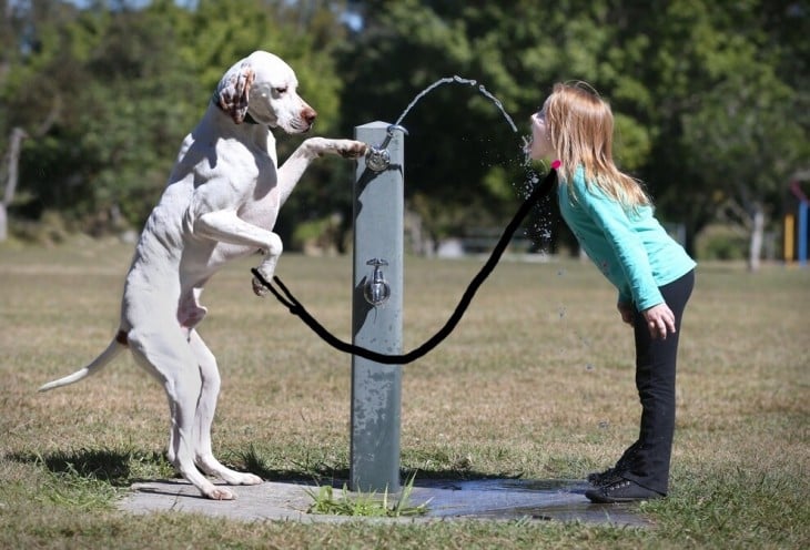 perro con la correa para su perro