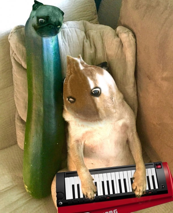 perro pug de musico 