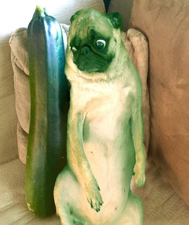 perro pintado de verde para que parezca calabaza