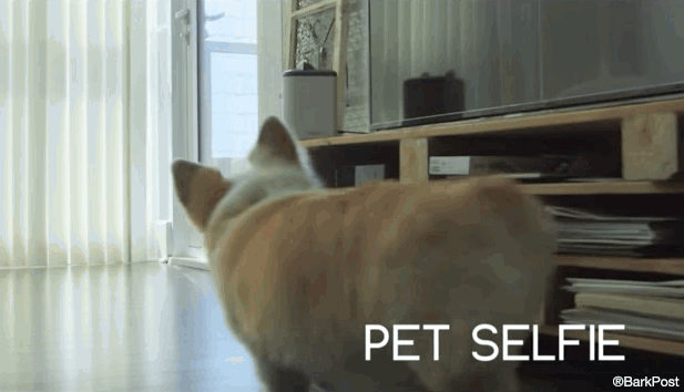 Gif de un perro acercándose a una cámara PetBot 