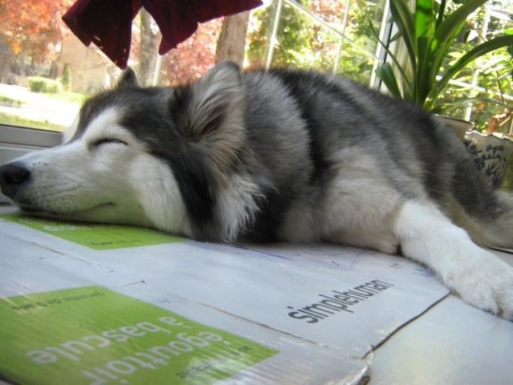 TALLY DORMIDA SOBRE UNA CAJA