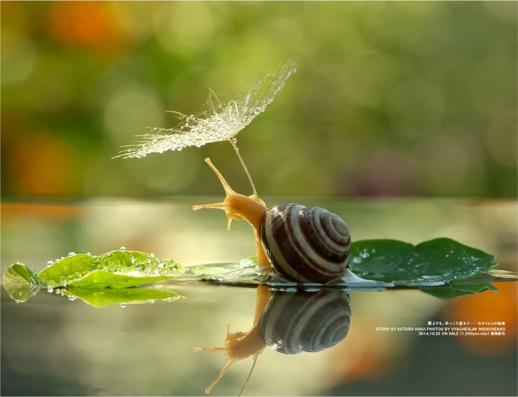 caracol con sombrillita