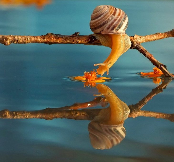 caracol tomando agua desde una ramita