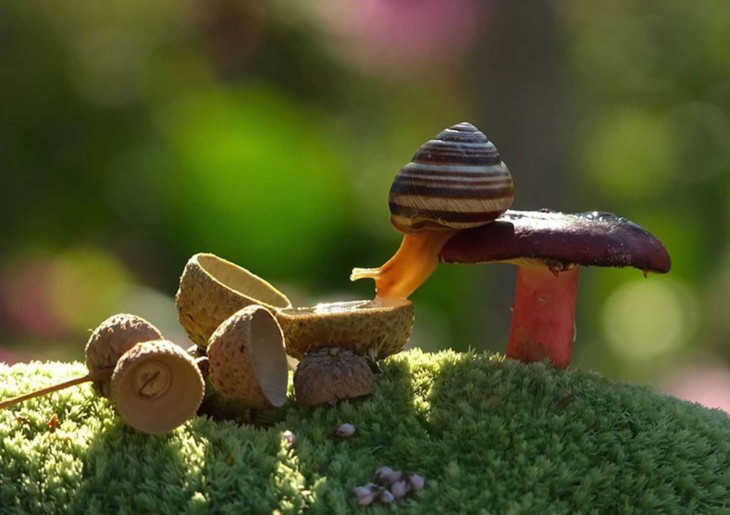 CARACOL TOMANDO AGUA DE UNA PUCCA