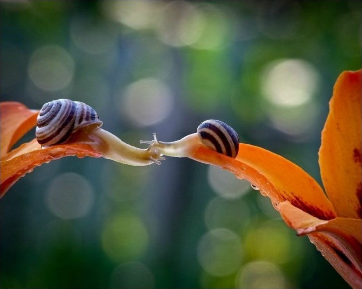 caracoles besandose desde una flor