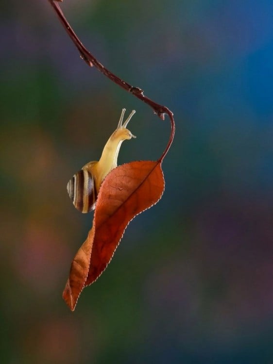 caracol colgado de una hoja de un arbol en otoño