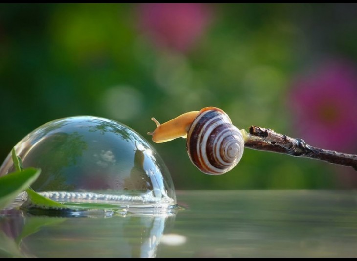 caracol terrestre haciendo burbujas con su mucosa para pasar de lugar