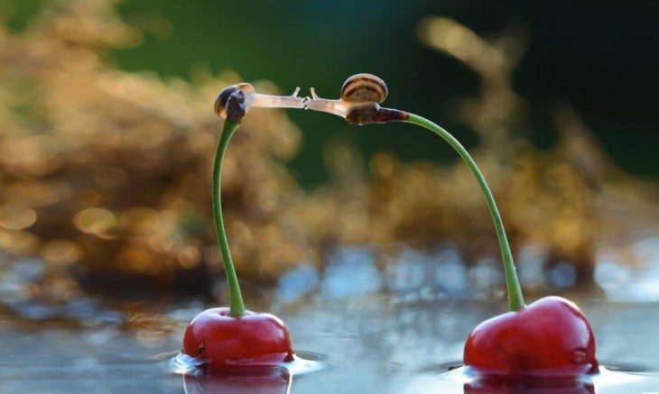 caracoles besandose desde unas cerezas que parecen guardar equilibrio unas con otras