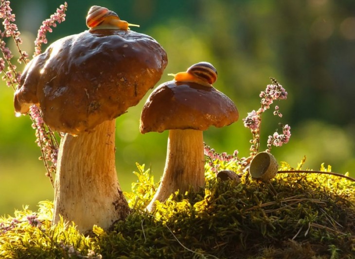 CARACOLES EN LOS HONGOS DE UN BOSQUE