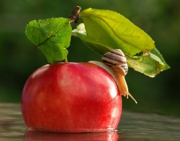 caracol posando sobre una manzana