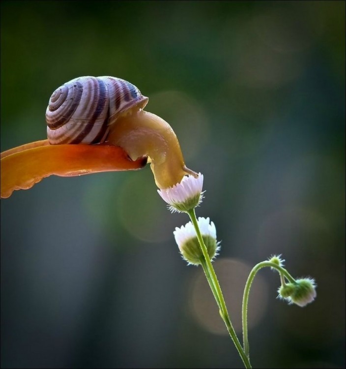 caracol chupando el moho de una flor