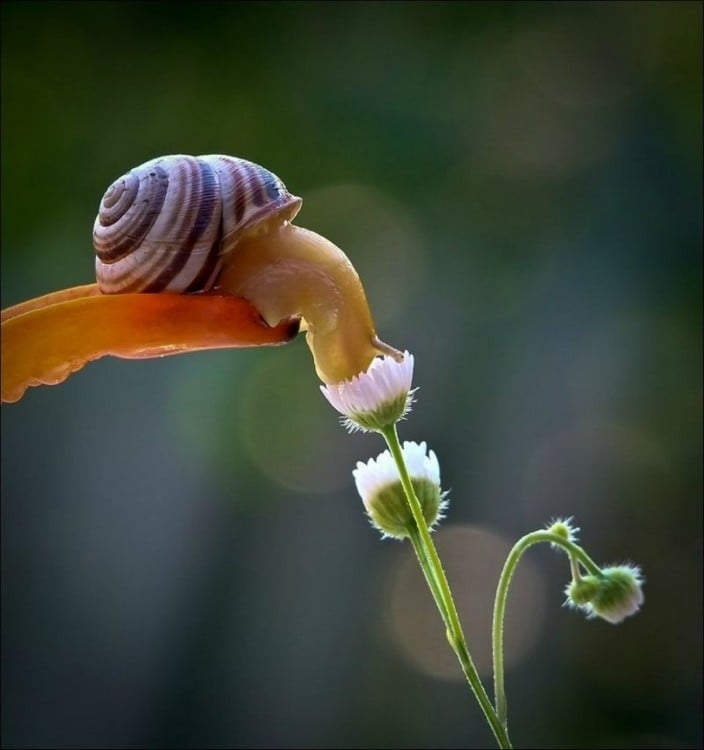 caracol chupando el moho de una flor