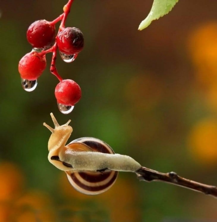 caracoles colgados de plantas rojas