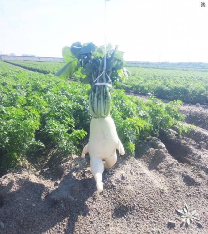 Rábano que simula estar corriendo por el campo 