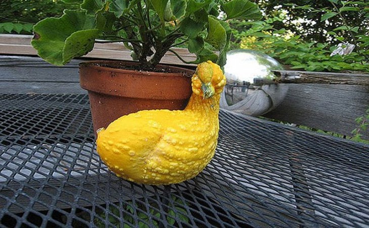 Calabaza en forma de pato cerca de una maceta 