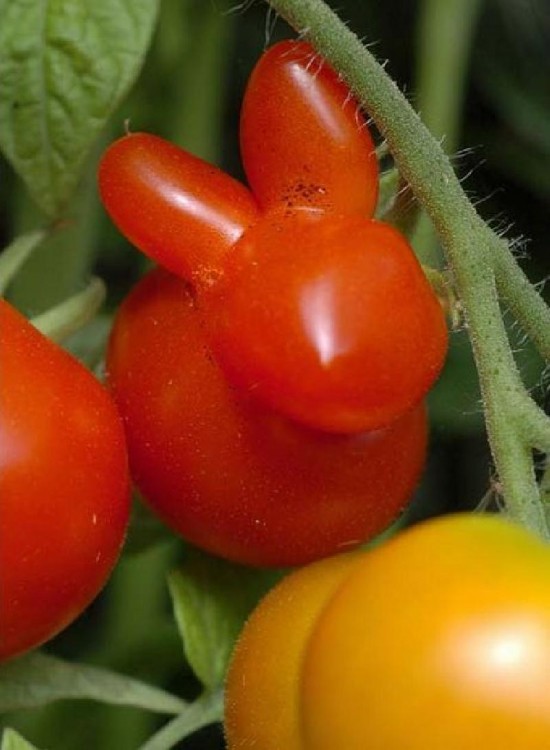 tomate en forma de un pequeño conejo 