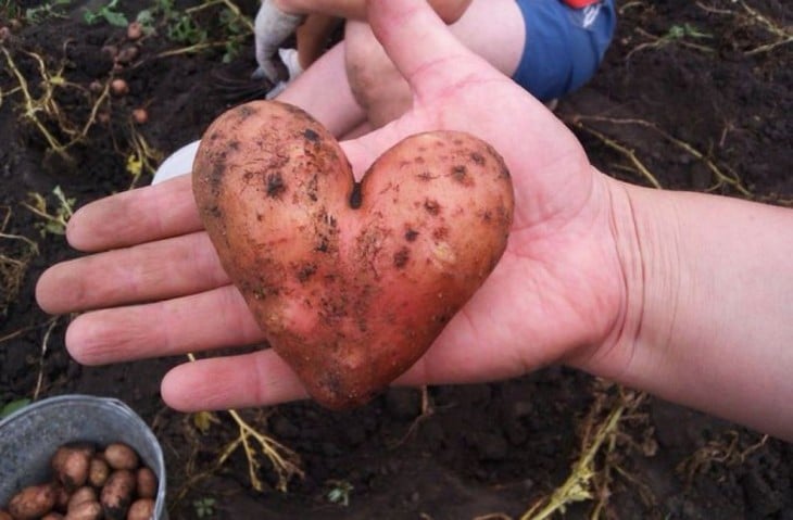 Mano sosteniendo una papa en forma de corazón 