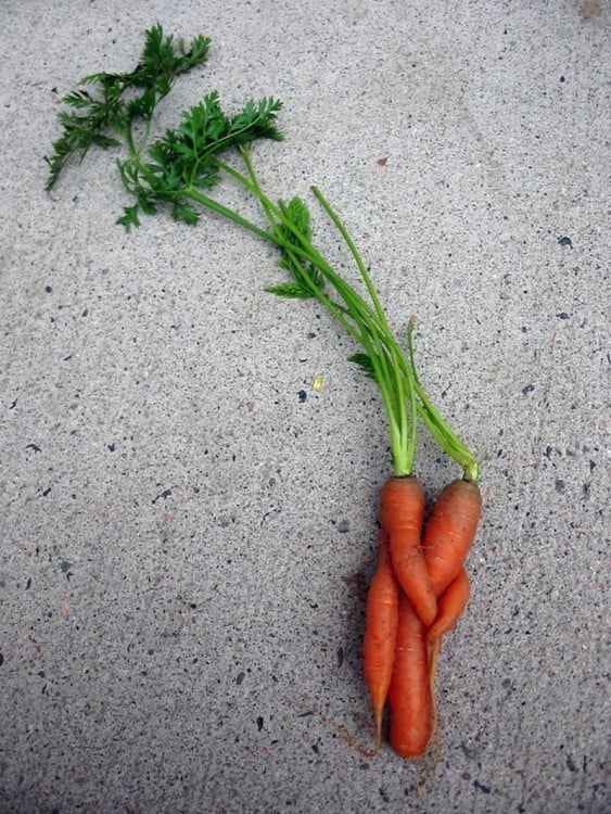 Dos zanahorias juntas que parecen estar abrazadas 
