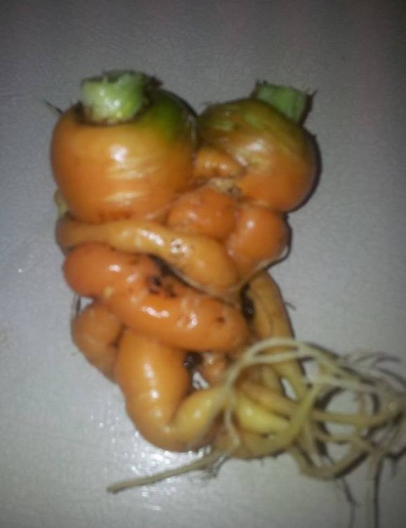 Dos zanahorias que parecen estar abrazadas y cruzadas 