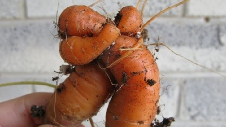 Zanahorias que parecen estarse abrazando 