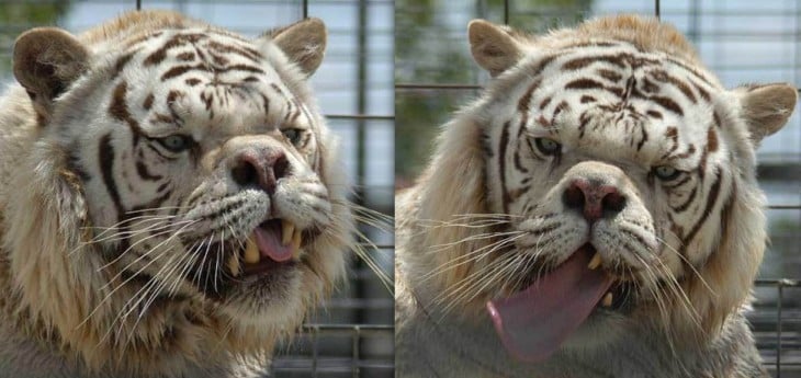 kenny el tigre con sindrome de down