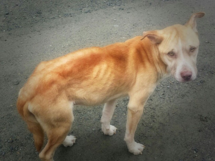 fotografía de un perro desnutrido a la orilla de una carretera