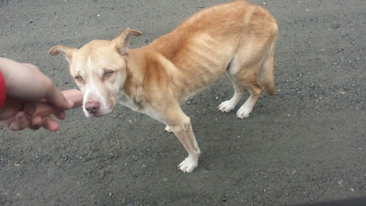 mano de una chica dando un pedazo de salchicha a un perro 