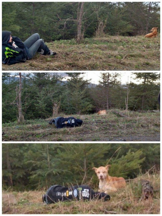 imágenes donde el perro se va acercando poco a poco a una chica tirada en el suelo 