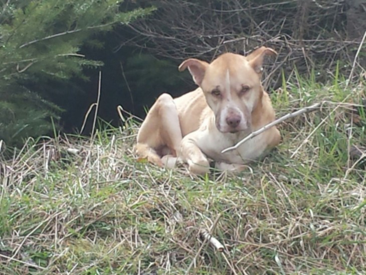 fotografía de un perro acostado en la hierba a un costado de una carretera en Estados Unidos 